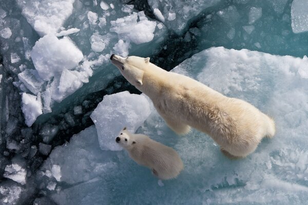 Полярные медведи на льду