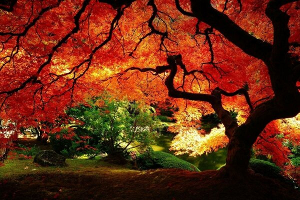 красивая осень сказочное дерево широкая низкая желтая кр