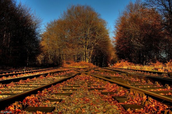 осенняя железная дорога пути в листьях распутье жд ветки,