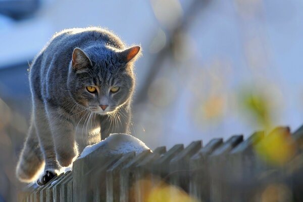 кот дымчатый серый забор походка