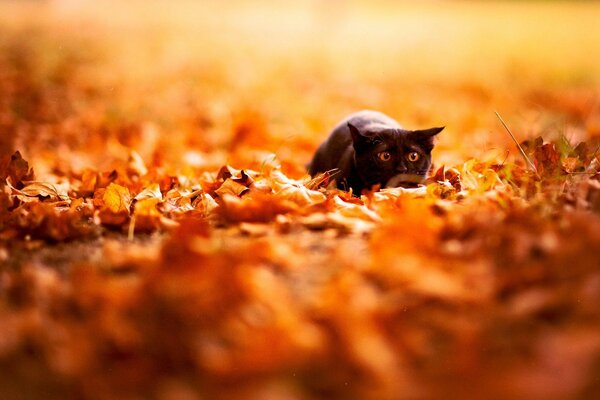 кот напуганный осень листья черный природа глазища