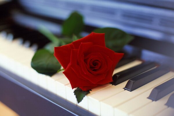 Цветок роза пианино