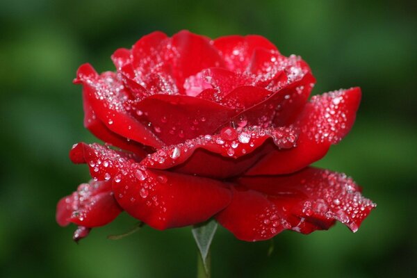 Роза цветок бутон лепестки красная капли роса макро 