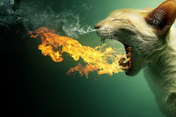 Кот в огне