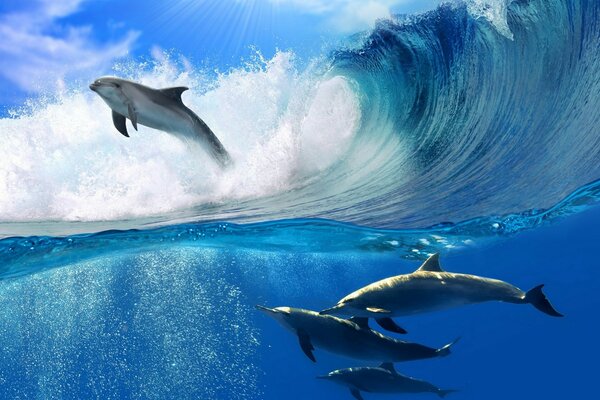 Дельфины плавание