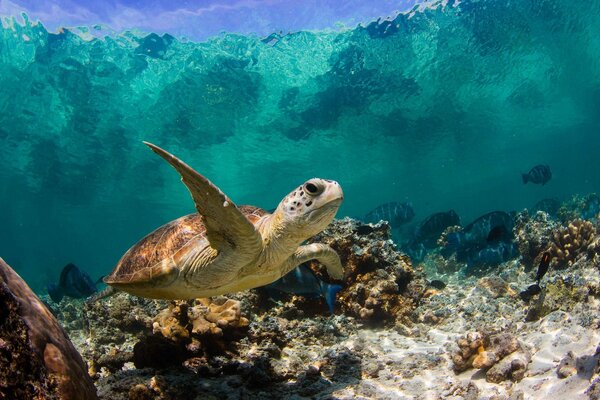 Морская черепаха плавание
