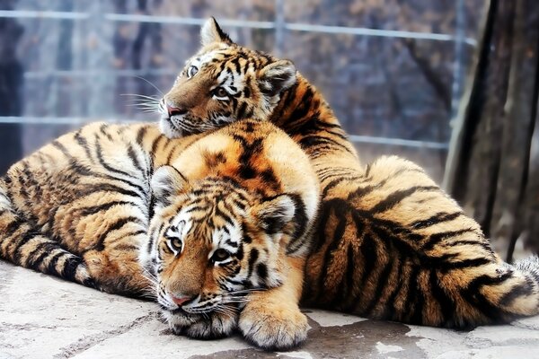 Tiger друзья