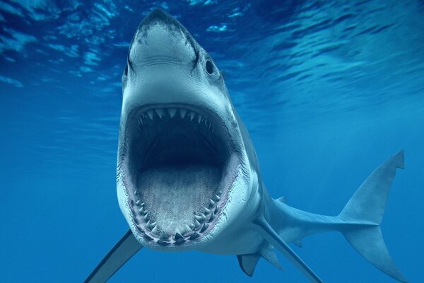 Большие белые акулы челюсти