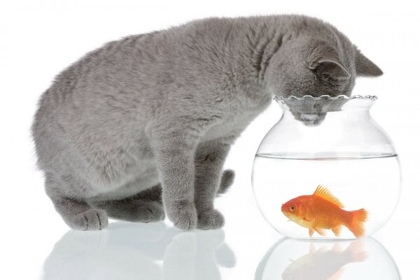 Кот и аквариум