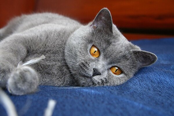ушки кошка Глаза киса серый лапы кот