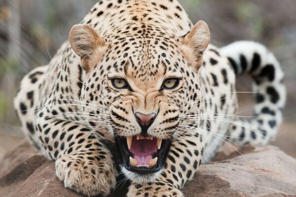 зубки Леопард пасть морда