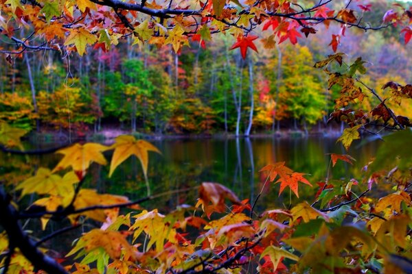 Осенние листья кадр