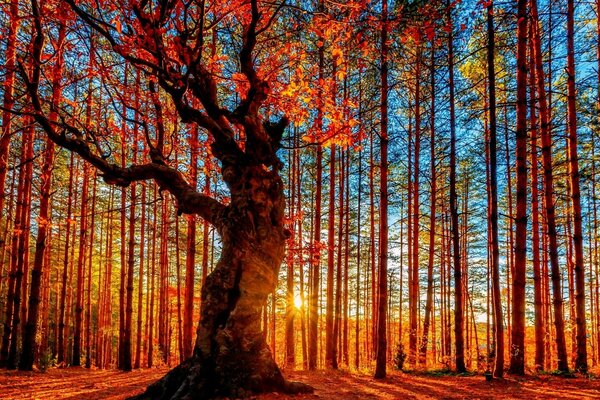 Осенний лес Картина