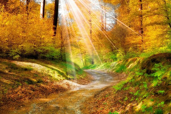 Осень свет над лесом
