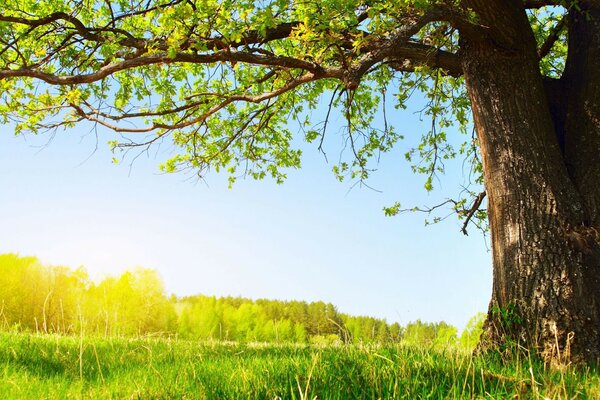 солнце лето природа листва дерево Under the tree зелен