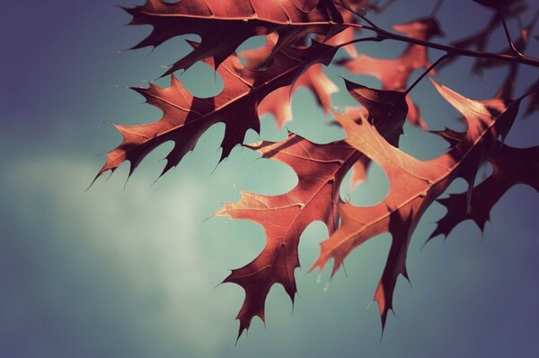 листья осень фон Фото обои макро