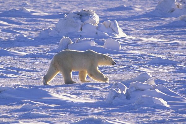 снег арктика север пустыня Белый медведь