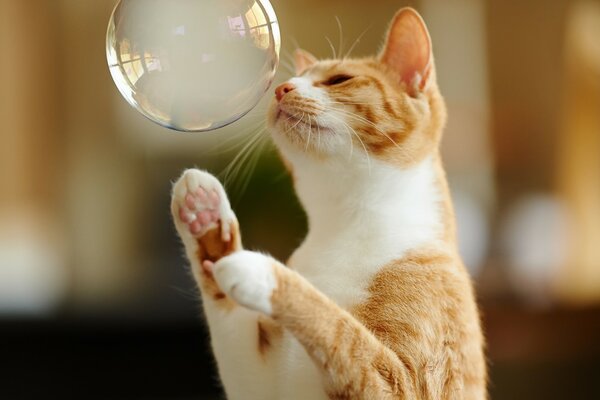 Кошка играет с пузырем