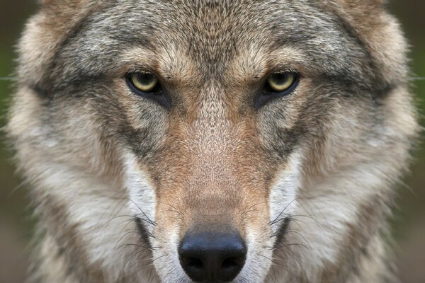 Волк лицо