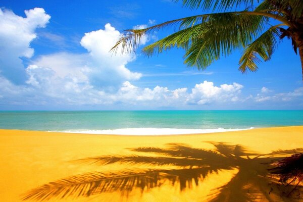 пляж пальма