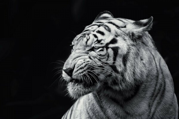 Тигр черный и белый