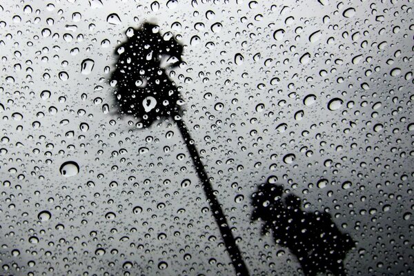 Пальмы в дождь через просвет