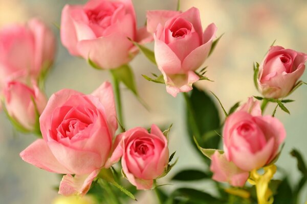 Симпатичные розовые розы