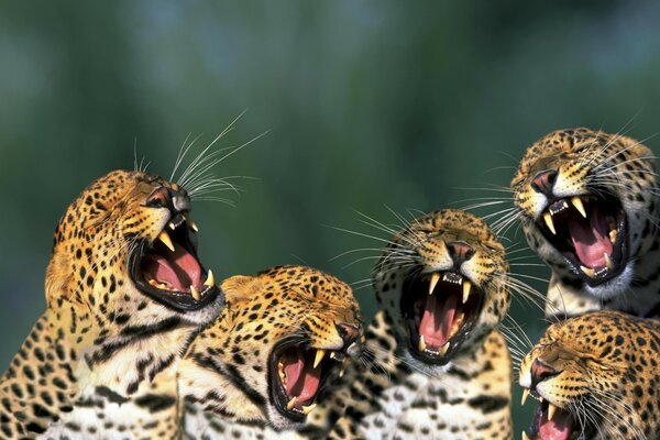 Смешные леопарды