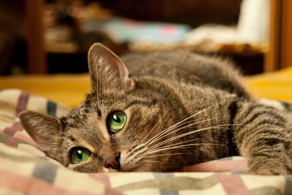 Кошка лежит глаза зеленые