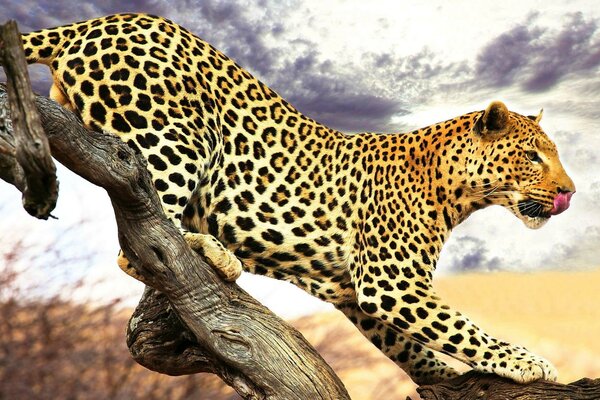 Обои животные леопард красивый