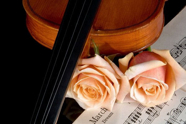 Скрипка и персиковые розы