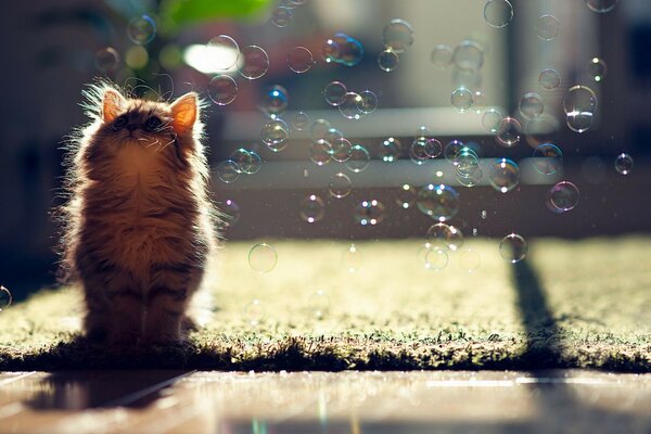 мыльные пузыри daisy кошка Y ben torode