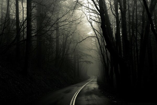 Темный лес дорога