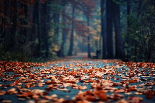 фокус утро листья парк Осень листва боке асфальт