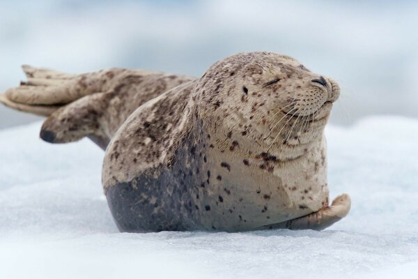 лежит морской котик Тюлень малыш снег детеныш
