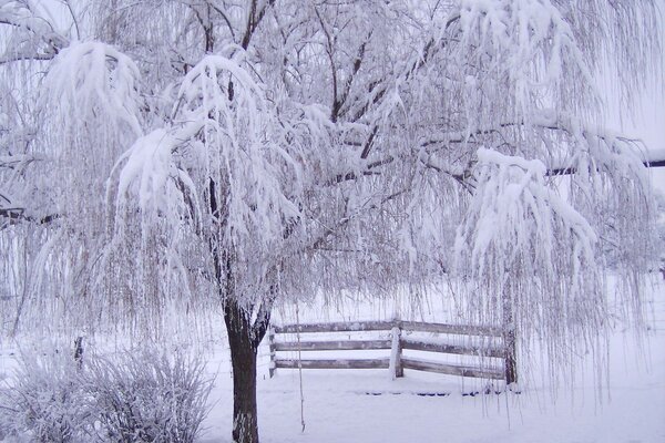 забор снег дерево иней Зима ветки