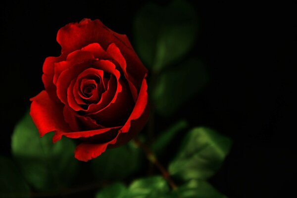 роза Макро темно цветок