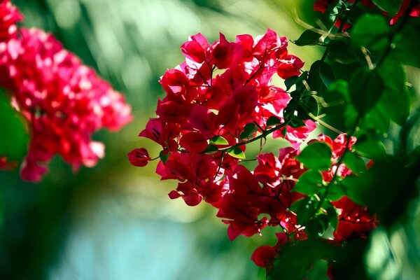 цветы боке красный Бугенвиль ветка зеленый макро