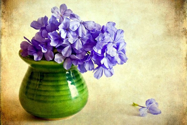 фиолетовый цветы флоксы ваза Цветок