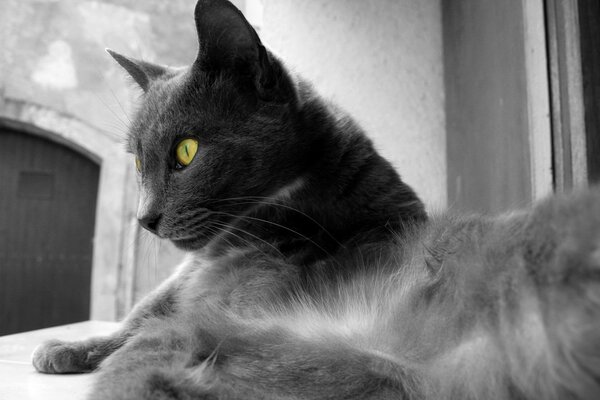 кошка с желтыми глазами смотрить в окно