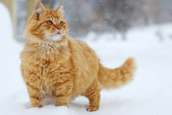 кошка рыжая взгляд красивая снег