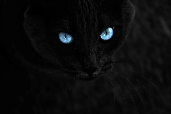 черный Кот взгляд