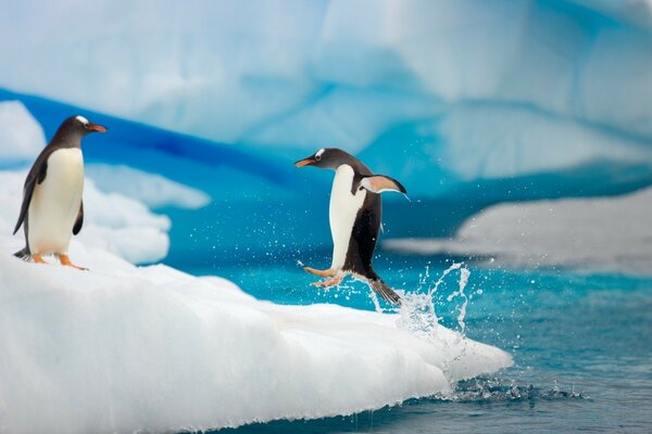 Пингвин прыжки