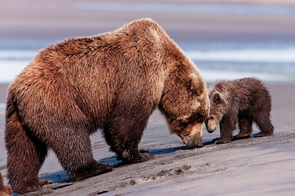 мама Медведь мишка бурый медведь бурые медведи