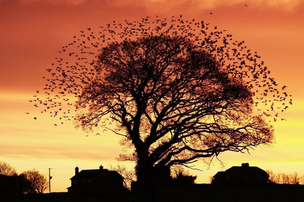 дерево. на закате осень дома стая птицы