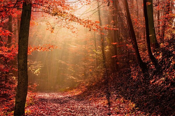 осень Природа свет лес