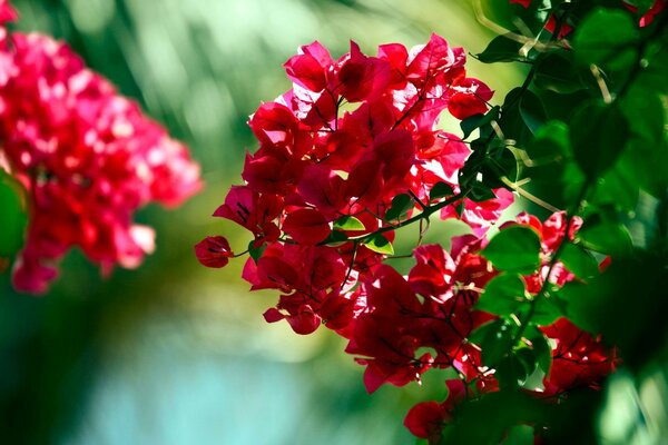цветы красные красивые