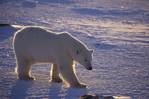 медведь белый арктика