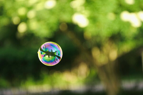 отражение Фото зелень шар пузырь мыльный