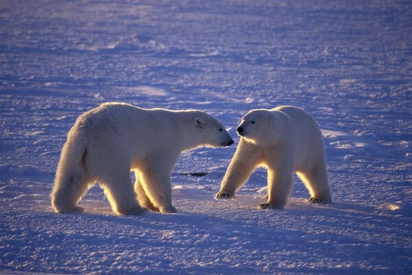 медведи белые арктика